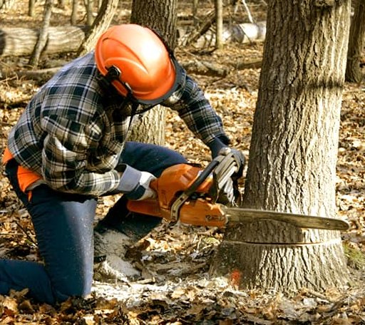 Tree Removal in Scituate, MA